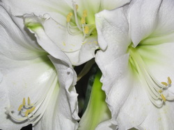 Lilien